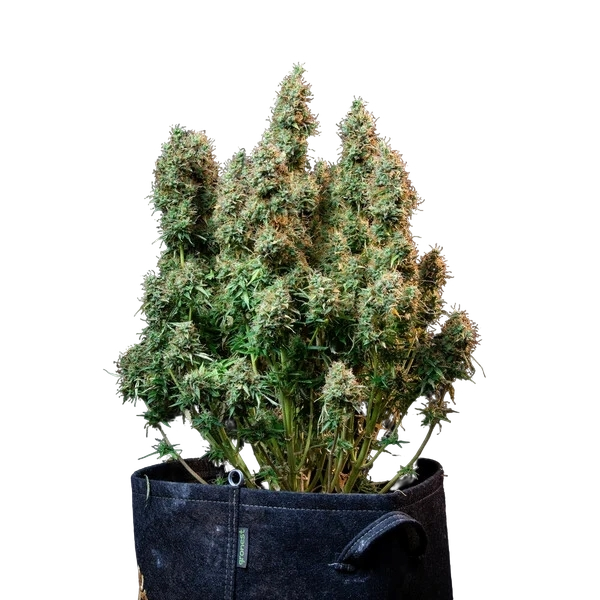 Amnesia Haze | AUTOFEM | Royal Queen Seeds - Freigestellt 2026-05-22