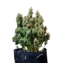 Amnesia Haze | AUTOFEM | Royal Queen Seeds - Freigestellt 2026-05-22