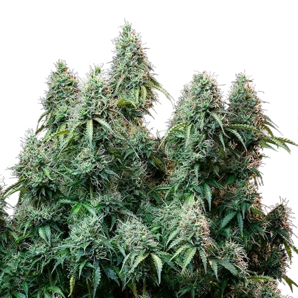 Amnesia Haze | AUTOFEM | Royal Queen Seeds - Freigestellt 2026-05-22
