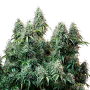 Amnesia Haze | AUTOFEM | Royal Queen Seeds - Freigestellt 2026-05-22