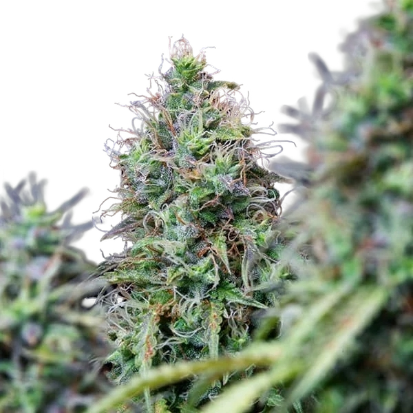 Amnesia Haze | AUTOFEM | Royal Queen Seeds - Freigestellt 2026-05-22
