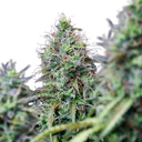 Amnesia Haze | AUTOFEM | Royal Queen Seeds - Freigestellt 2026-05-22