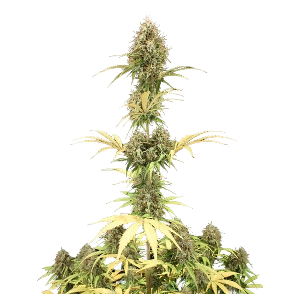 Amnesia Haze | AUTOFEM | Royal Queen Seeds - Freigestellt 2026-05-22