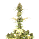 Amnesia Haze | AUTOFEM | Royal Queen Seeds - Freigestellt 2026-05-22