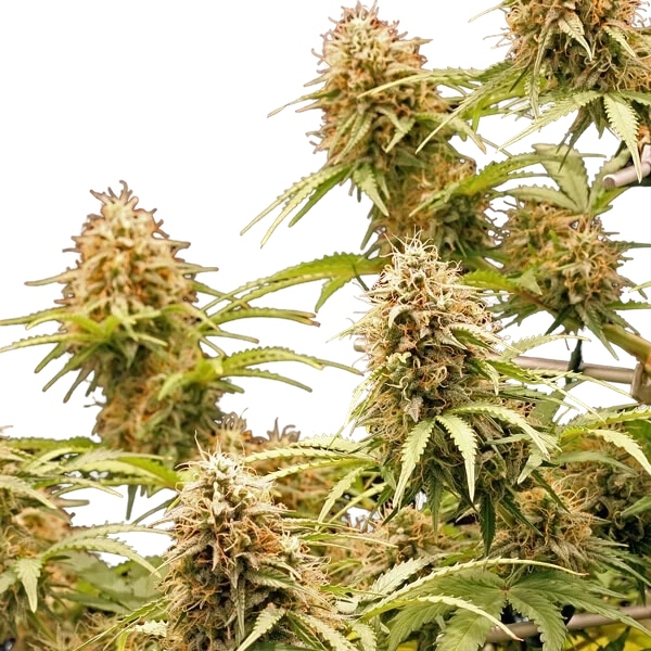 Amnesia Haze | AUTOFEM | Royal Queen Seeds - Freigestellt 2026-05-22