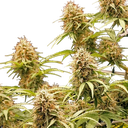 Amnesia Haze | AUTOFEM | Royal Queen Seeds - Freigestellt 2026-05-22