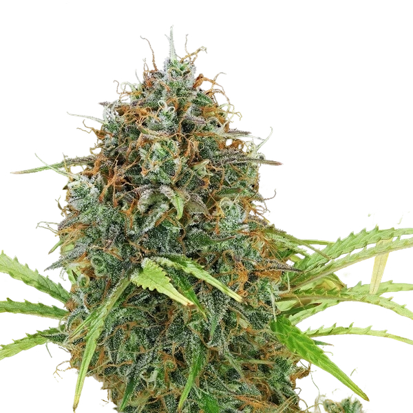 Amnesia Haze | AUTOFEM | Royal Queen Seeds - Freigestellt 2026-05-22