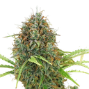 Amnesia Haze | AUTOFEM | Royal Queen Seeds - Freigestellt 2026-05-22