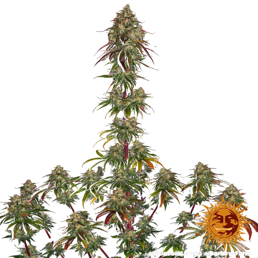 Amnesia Lemon | PHOTOFEM | Barneys Farm - Freigestellt 2026-05-22