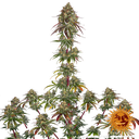 Amnesia Lemon | PHOTOFEM | Barneys Farm - Freigestellt 2026-05-22
