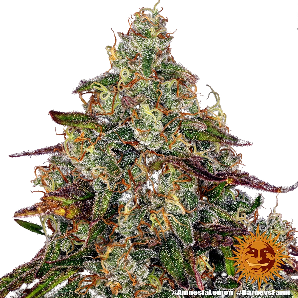 Amnesia Lemon | PHOTOFEM | Barneys Farm - Freigestellt 2026-05-22