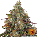 Amnesia Lemon | PHOTOFEM | Barneys Farm - Freigestellt 2026-05-22