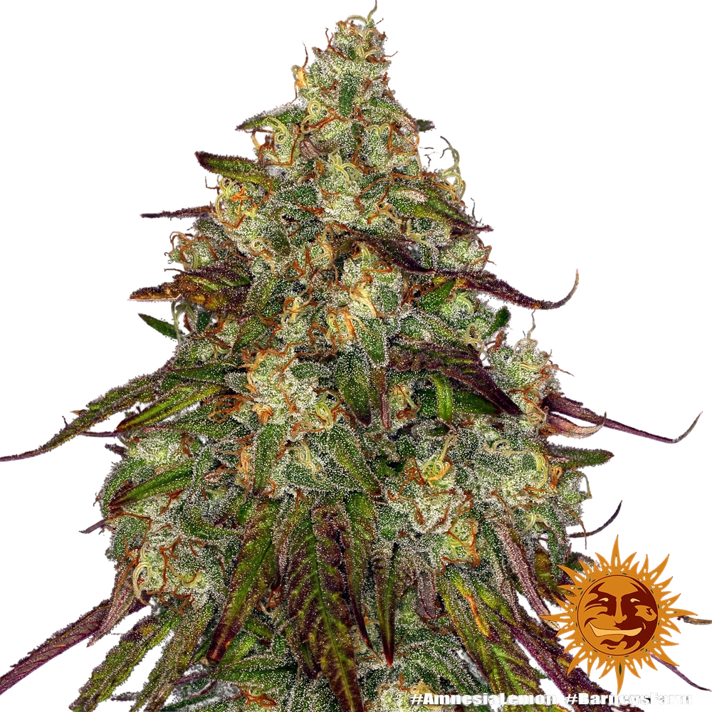 Amnesia Lemon | PHOTOFEM | Barneys Farm - Freigestellt 2026-05-22