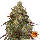 Amnesia Lemon | PHOTOFEM | Barneys Farm - Freigestellt 2026-05-22