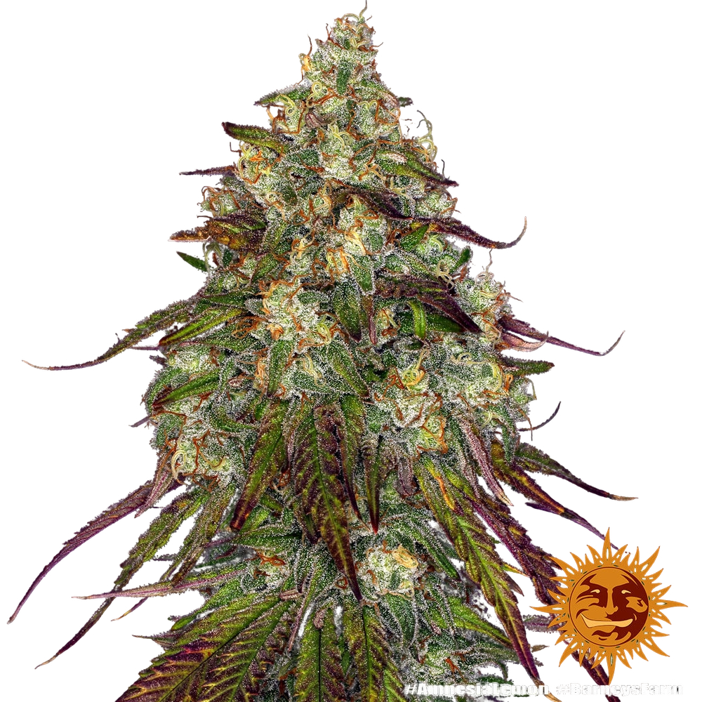 Amnesia Lemon | PHOTOFEM | Barneys Farm - Freigestellt 2026-05-22