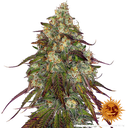 Amnesia Lemon | PHOTOFEM | Barneys Farm - Freigestellt 2026-05-22