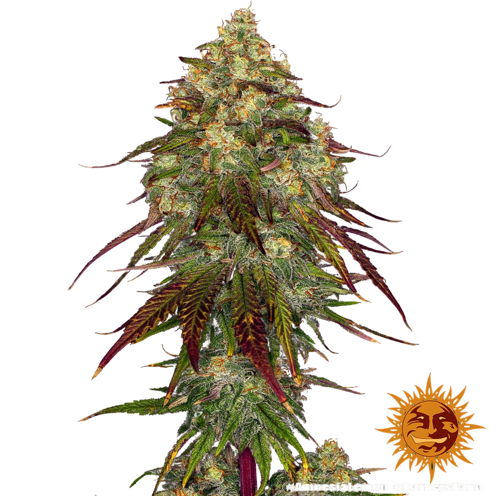 Amnesia Lemon | PHOTOFEM | Barneys Farm - Freigestellt 2026-05-22