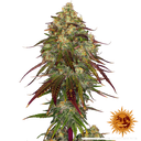 Amnesia Lemon | PHOTOFEM | Barneys Farm - Freigestellt 2026-05-22
