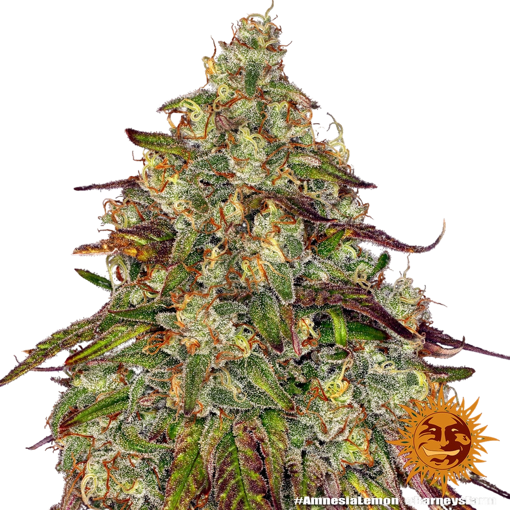 Amnesia Lemon | PHOTOFEM | Barneys Farm - Freigestellt 2026-05-22