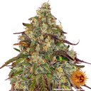 Amnesia Lemon | PHOTOFEM | Barneys Farm - Freigestellt 2026-05-22