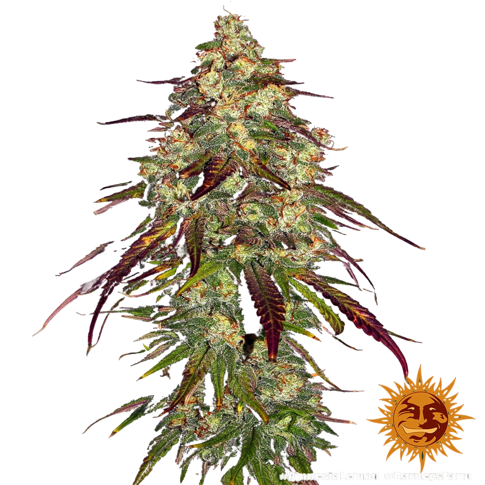 Amnesia Lemon | PHOTOFEM | Barneys Farm - Freigestellt 2026-05-22