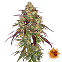 Amnesia Lemon | PHOTOFEM | Barneys Farm - Freigestellt 2026-05-22