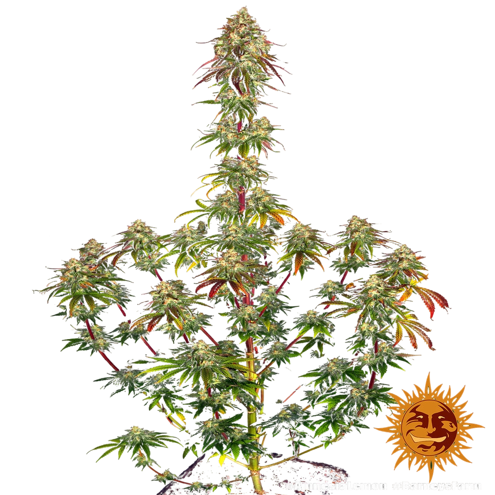 Amnesia Lemon | PHOTOFEM | Barneys Farm - Freigestellt 2026-05-22