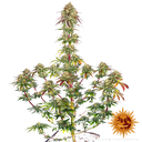 Amnesia Lemon | PHOTOFEM | Barneys Farm - Freigestellt 2026-05-22