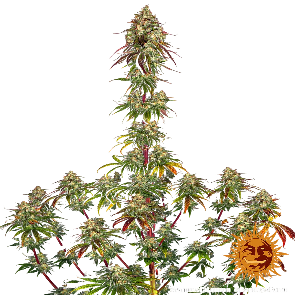 Amnesia Lemon | PHOTOFEM | Barneys Farm - Freigestellt 2026-05-22