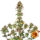 Amnesia Lemon | PHOTOFEM | Barneys Farm - Freigestellt 2026-05-22