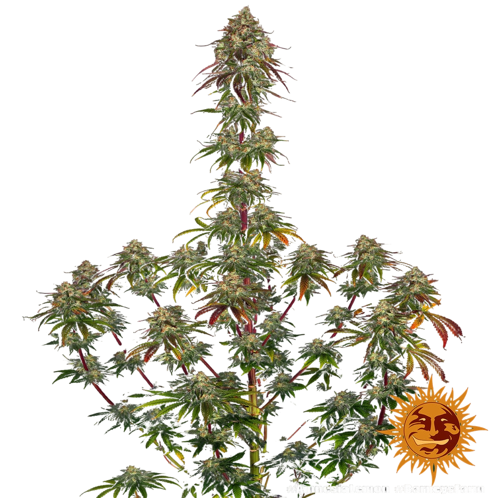 Amnesia Lemon | PHOTOFEM | Barneys Farm - Freigestellt 2026-05-22