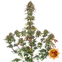 Amnesia Lemon | PHOTOFEM | Barneys Farm - Freigestellt 2026-05-22