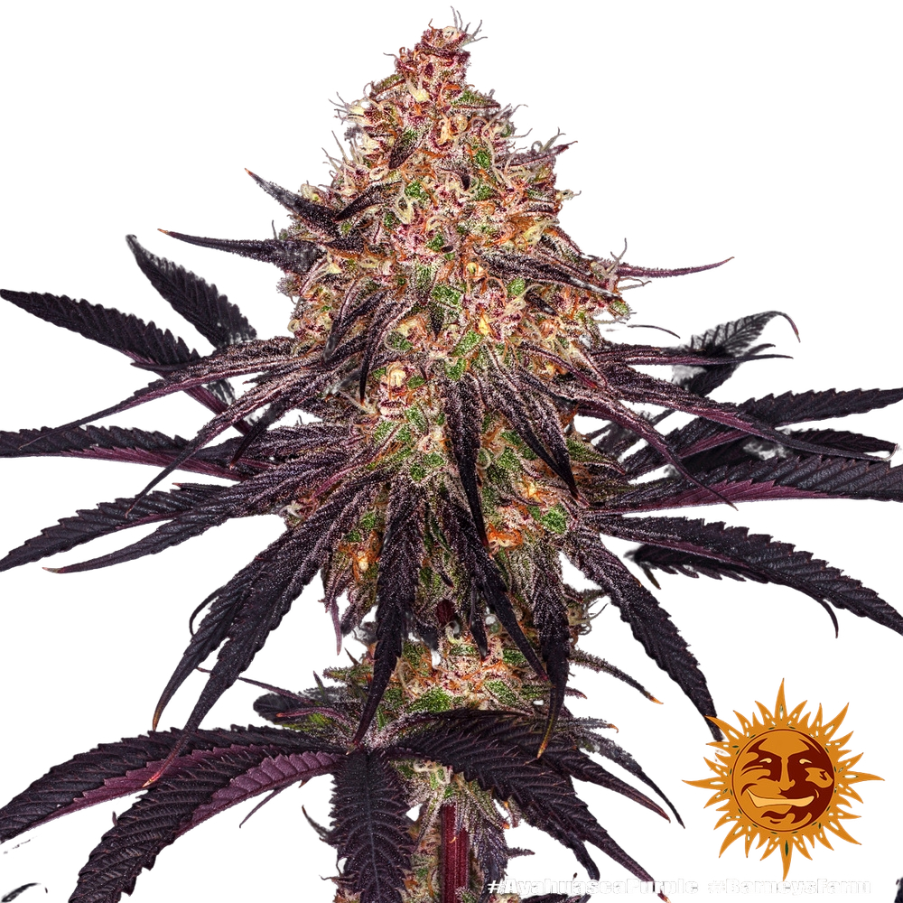 Ayahuasca Purple | PHOTOFEM | Barneys Farm - Freigestellt 2026-05-22
