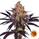 Ayahuasca Purple | PHOTOFEM | Barneys Farm - Freigestellt 2026-05-22