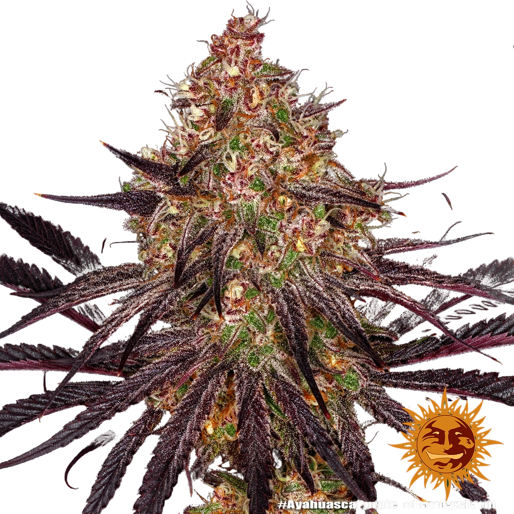 Ayahuasca Purple | PHOTOFEM | Barneys Farm - Freigestellt 2026-05-22