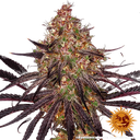Ayahuasca Purple | PHOTOFEM | Barneys Farm - Freigestellt 2026-05-22