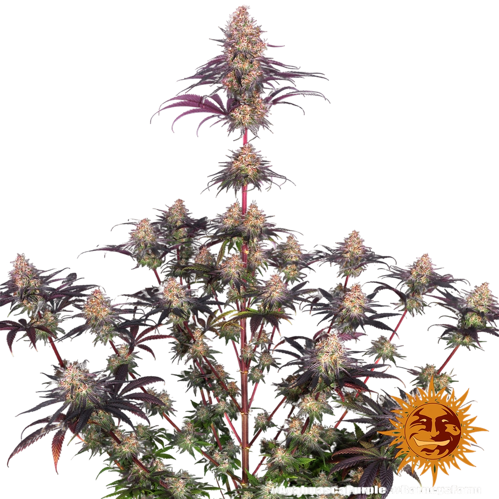 Ayahuasca Purple | PHOTOFEM | Barneys Farm - Freigestellt 2026-05-22