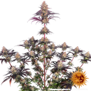 Ayahuasca Purple | PHOTOFEM | Barneys Farm - Freigestellt 2026-05-22
