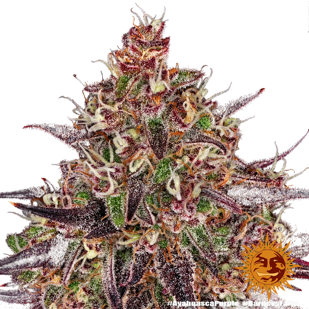 Ayahuasca Purple | PHOTOFEM | Barneys Farm - Freigestellt 2026-05-22