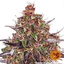 Ayahuasca Purple | PHOTOFEM | Barneys Farm - Freigestellt 2026-05-22