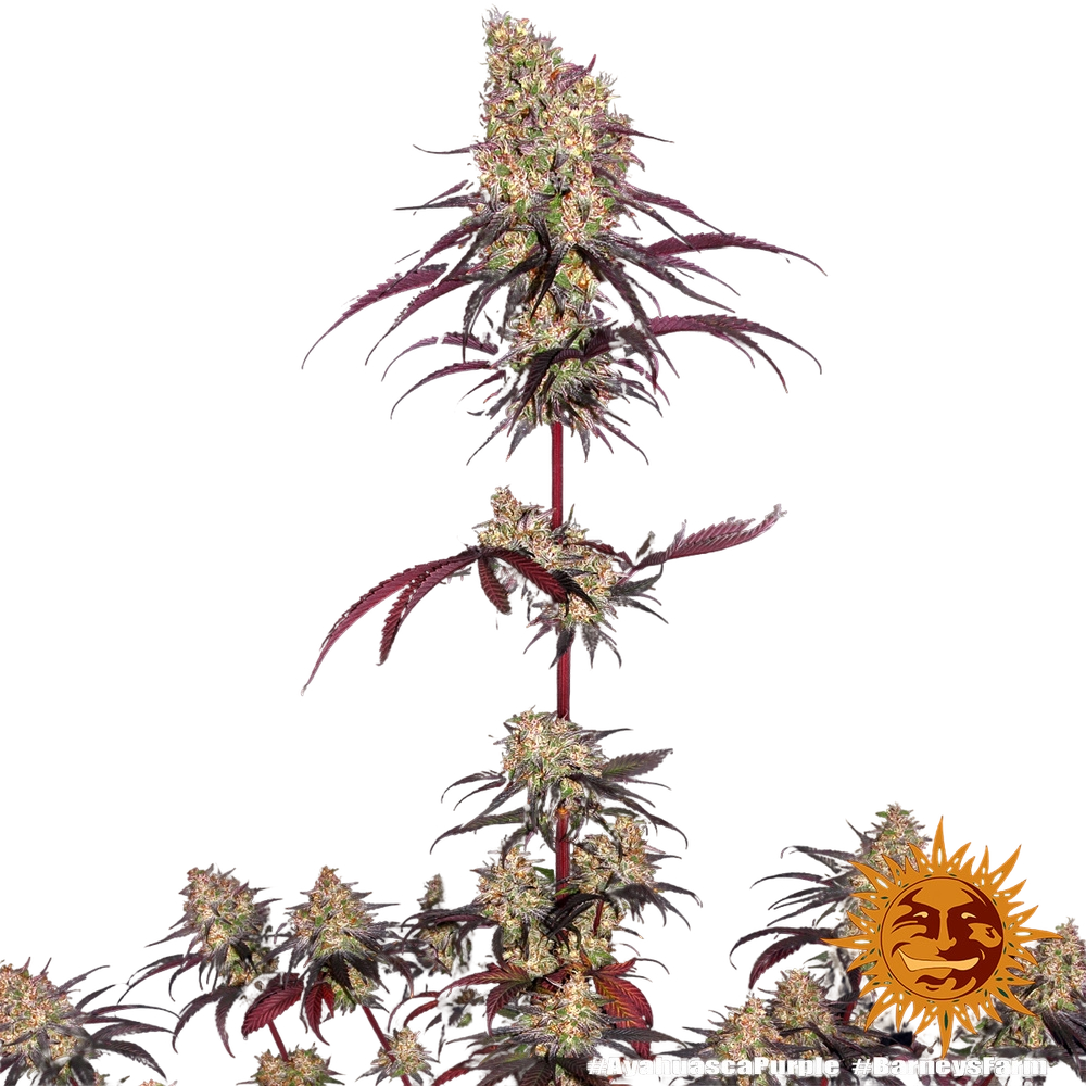Ayahuasca Purple | PHOTOFEM | Barneys Farm - Freigestellt 2026-05-22