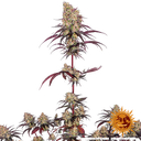 Ayahuasca Purple | PHOTOFEM | Barneys Farm - Freigestellt 2026-05-22