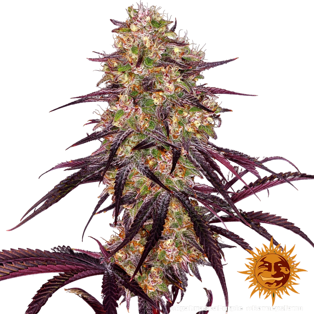Ayahuasca Purple | PHOTOFEM | Barneys Farm - Freigestellt 2026-05-22