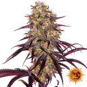 Ayahuasca Purple | PHOTOFEM | Barneys Farm - Freigestellt 2026-05-22