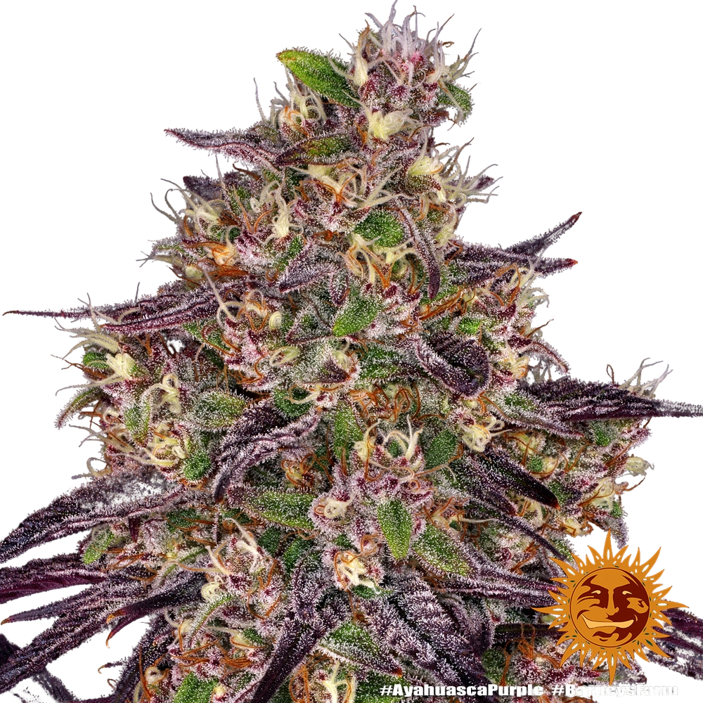 Ayahuasca Purple | PHOTOFEM | Barneys Farm - Freigestellt 2026-05-22