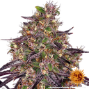 Ayahuasca Purple | PHOTOFEM | Barneys Farm - Freigestellt 2026-05-22