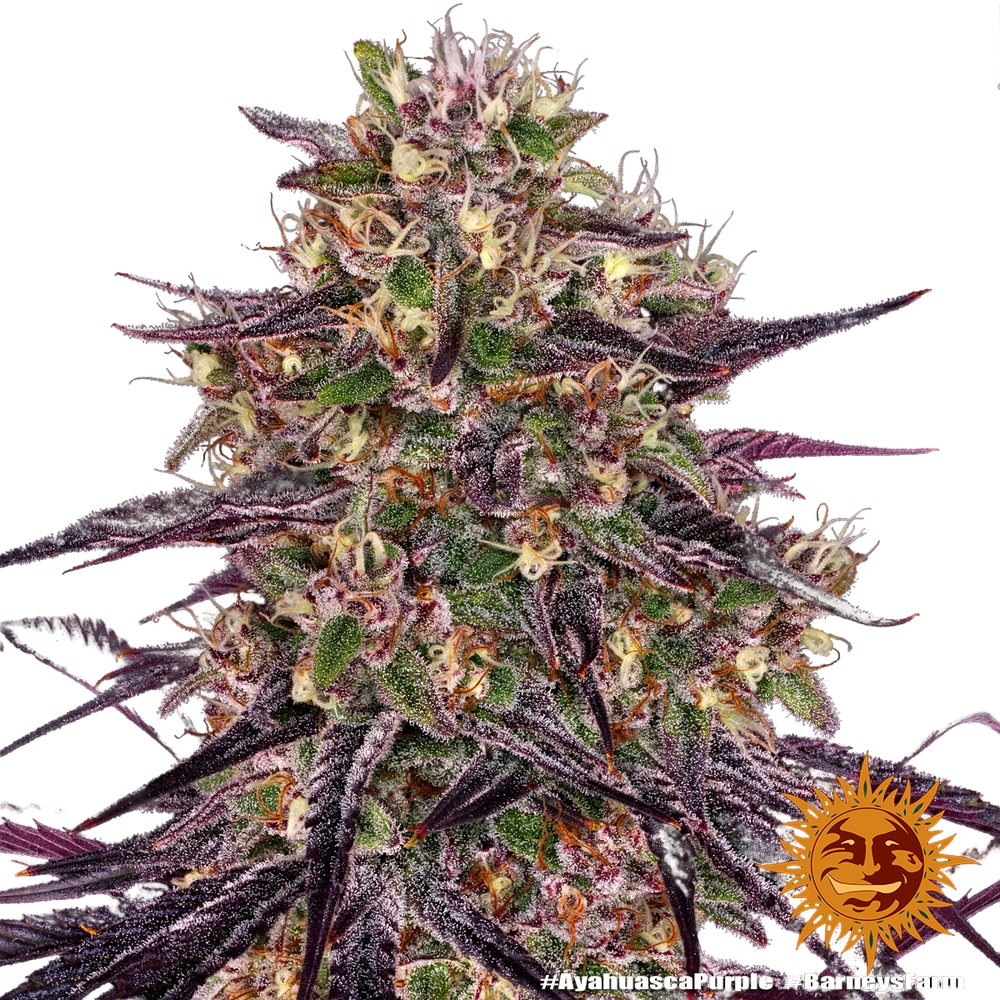 Ayahuasca Purple | PHOTOFEM | Barneys Farm - Freigestellt 2026-05-22