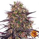 Ayahuasca Purple | PHOTOFEM | Barneys Farm - Freigestellt 2026-05-22