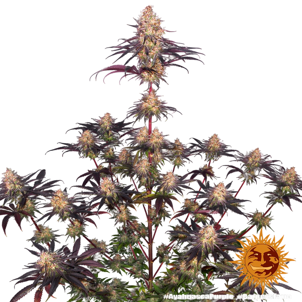 Ayahuasca Purple | PHOTOFEM | Barneys Farm - Freigestellt 2026-05-22
