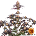 Ayahuasca Purple | PHOTOFEM | Barneys Farm - Freigestellt 2026-05-22